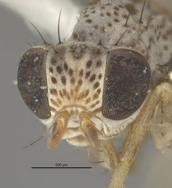 Media type: image;   Entomology 13259 Aspect: head frontal view